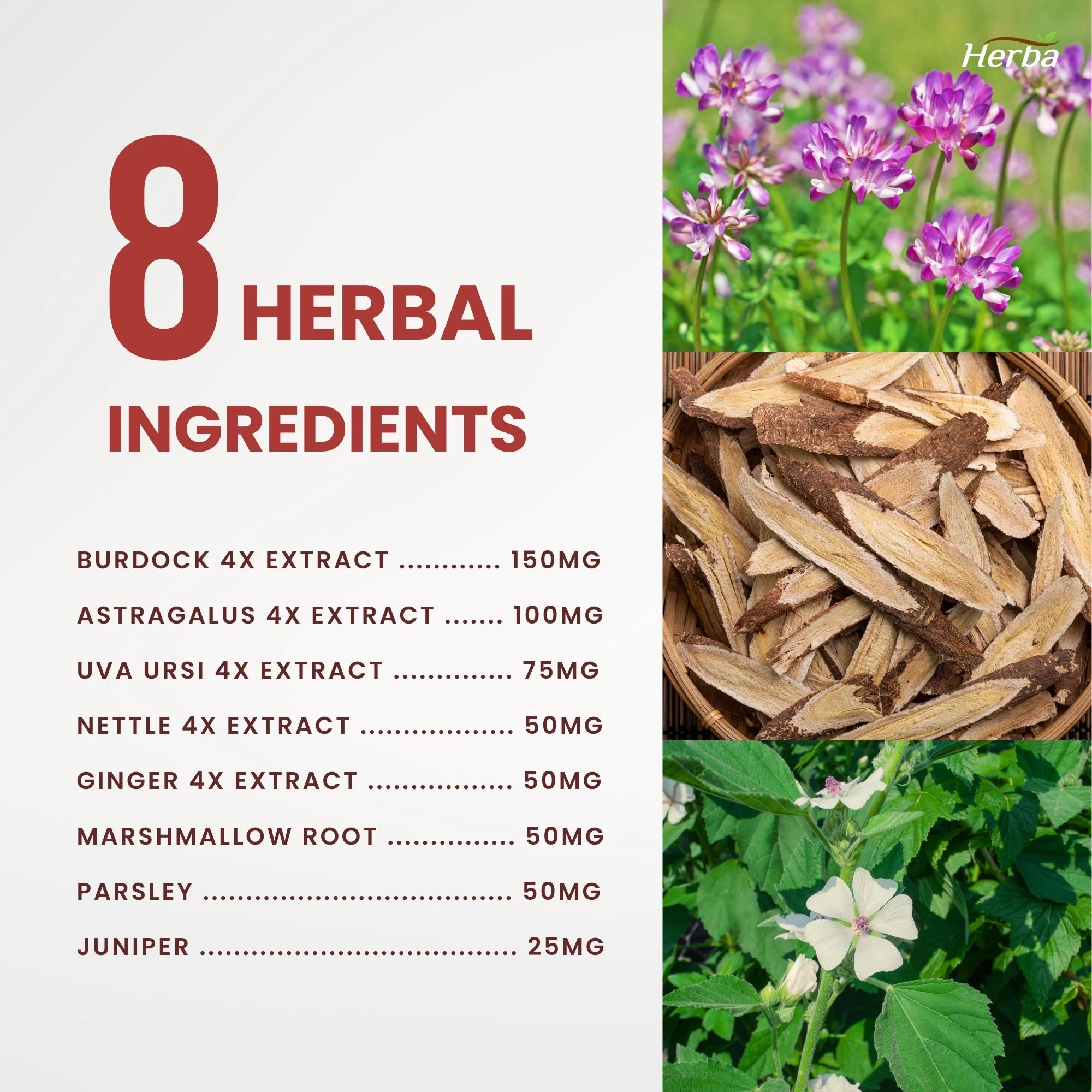 Kidney Cleanse Supplement – 120 Capsules | 8 Natural Ingredients to Support Kidney and Bladder Health - Image 5